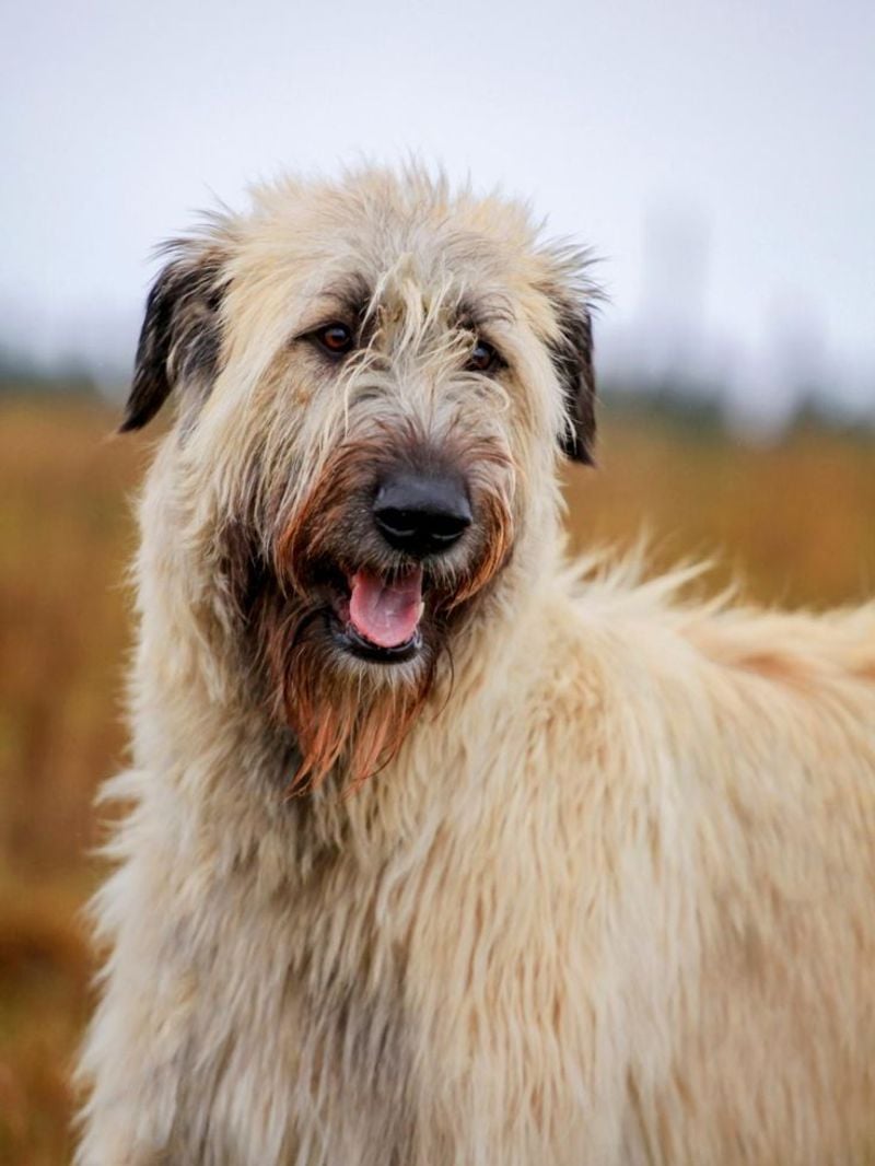 Irish Wolfhound (Wheaten): The Gentle Giant of Legends