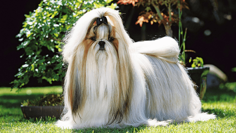 Shih Tzu: The Royal Lapwarmer