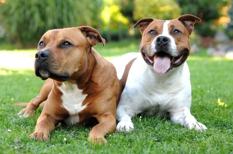 American Pit Bull Terrier vs. American Staffordshire Terrier