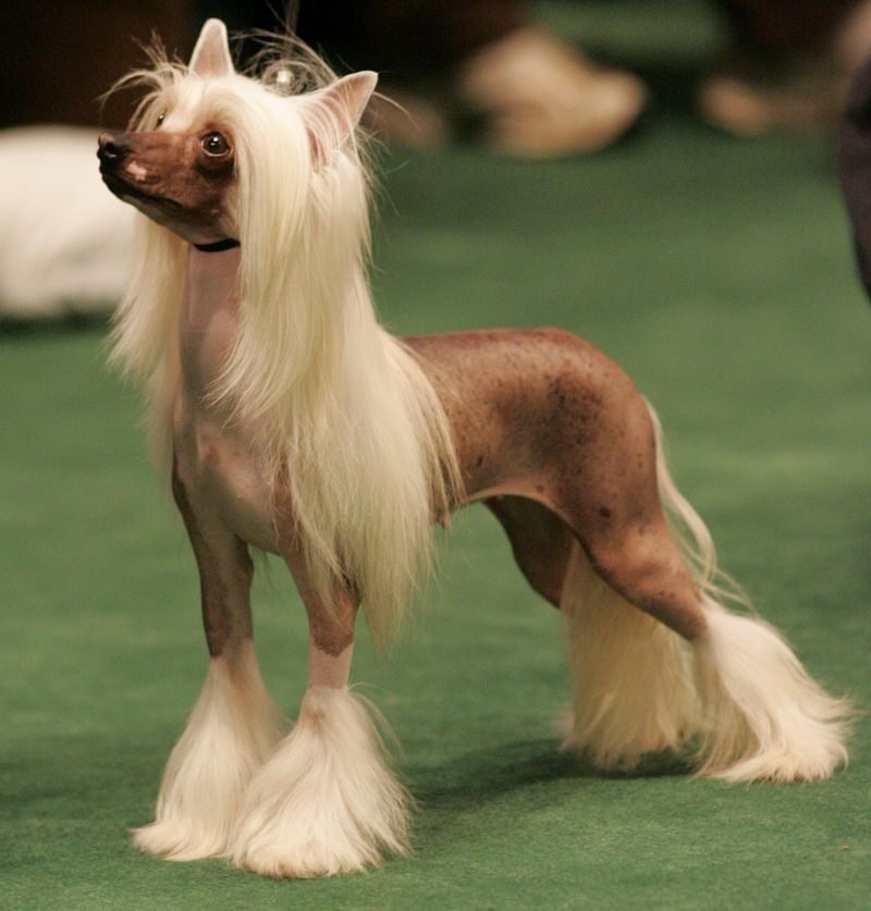 Chinese Crested's Surprising Stench