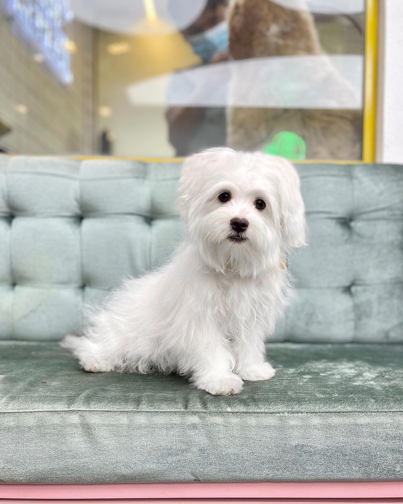 Maltese