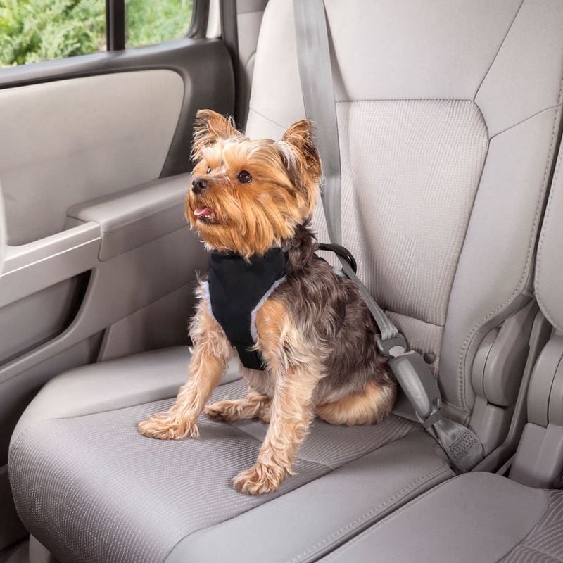Letting Your Dog Roam Freely in the Car