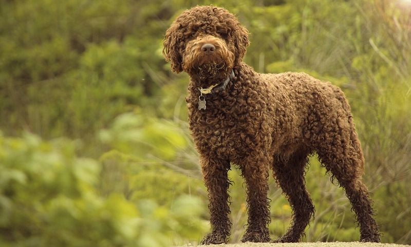 Lagotto Romagnolo (Italy)