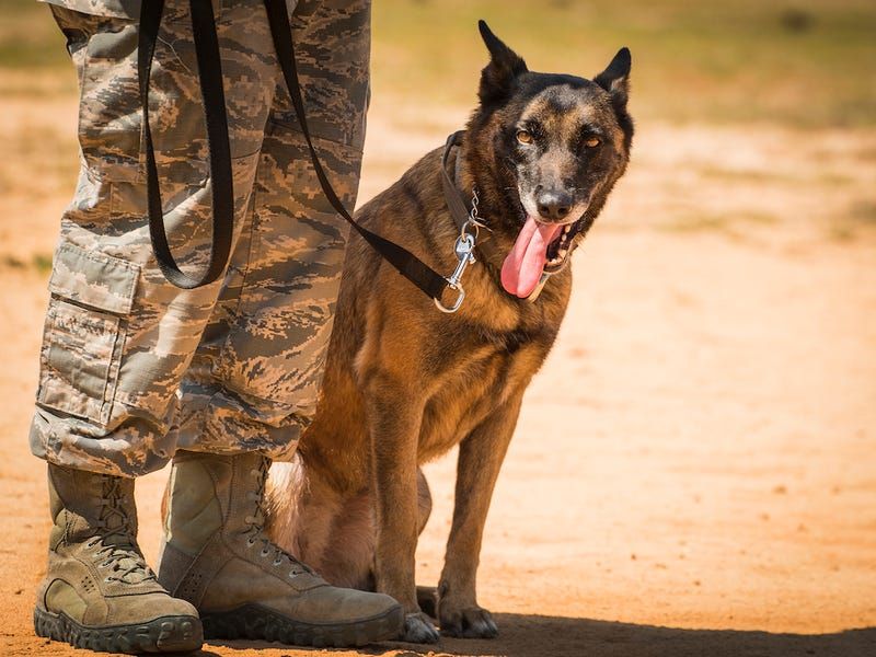 Belgian Malinois