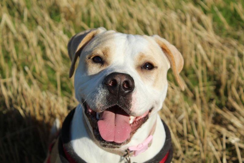 American Bulldog: Playful Teddy Bears