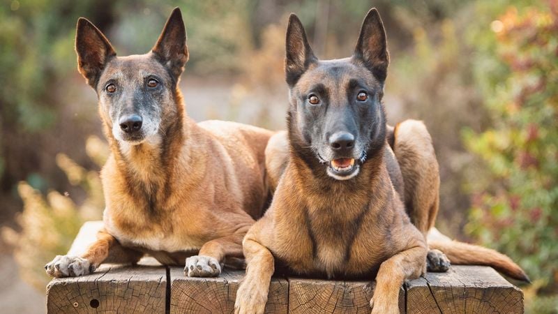 Belgian Malinois