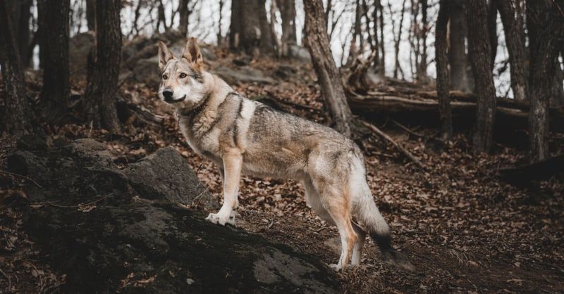 Wolf Content Percentages Matter