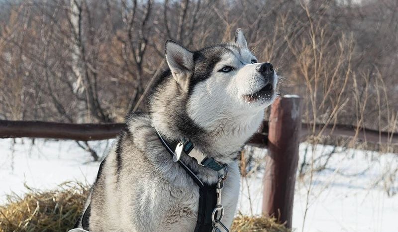 Howling Symphonies, Not Barks