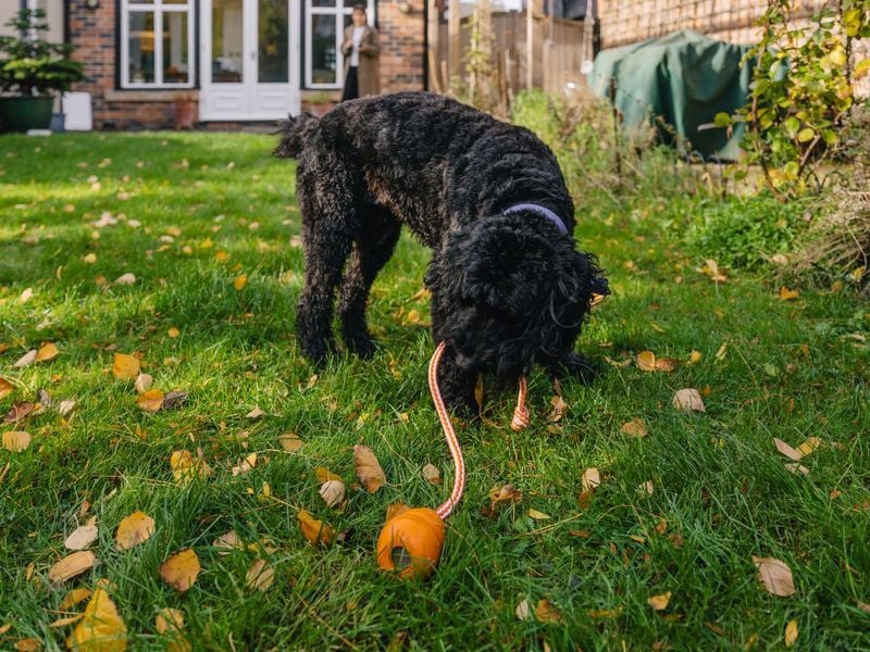 Bringing you “gifts” from the yard
