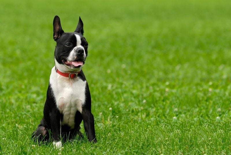 Boston Terriers
