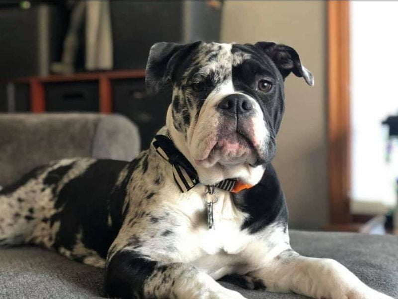 Alapaha Blue Blood Bulldog: The Southern Protector