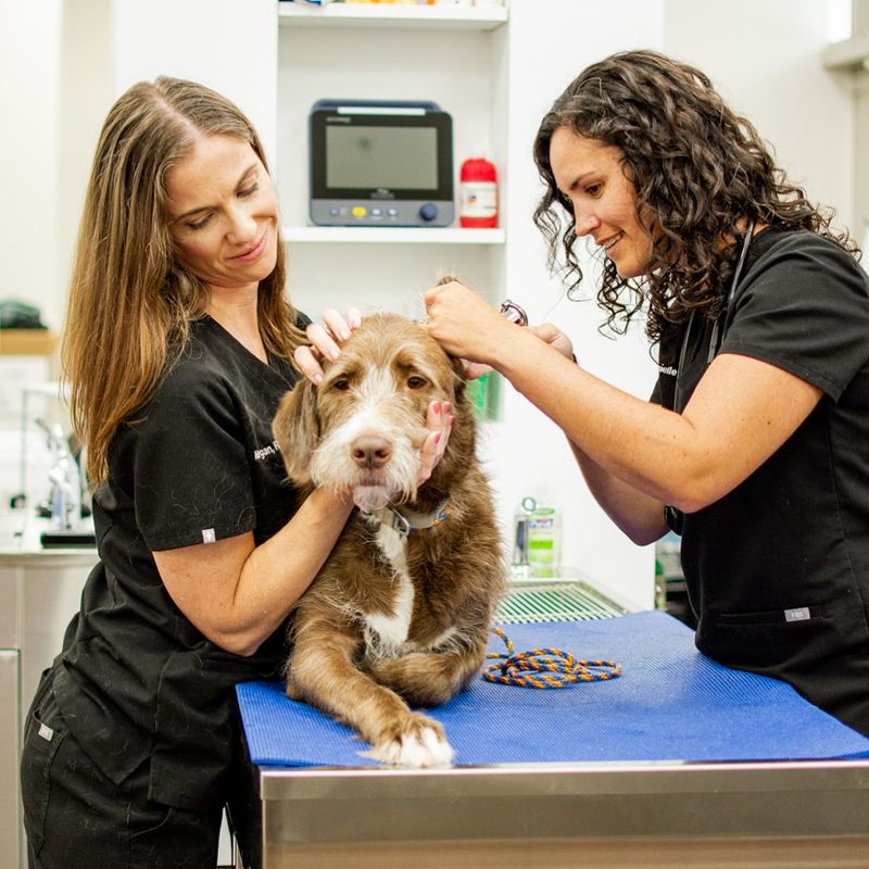 Regular Veterinary Check-ups