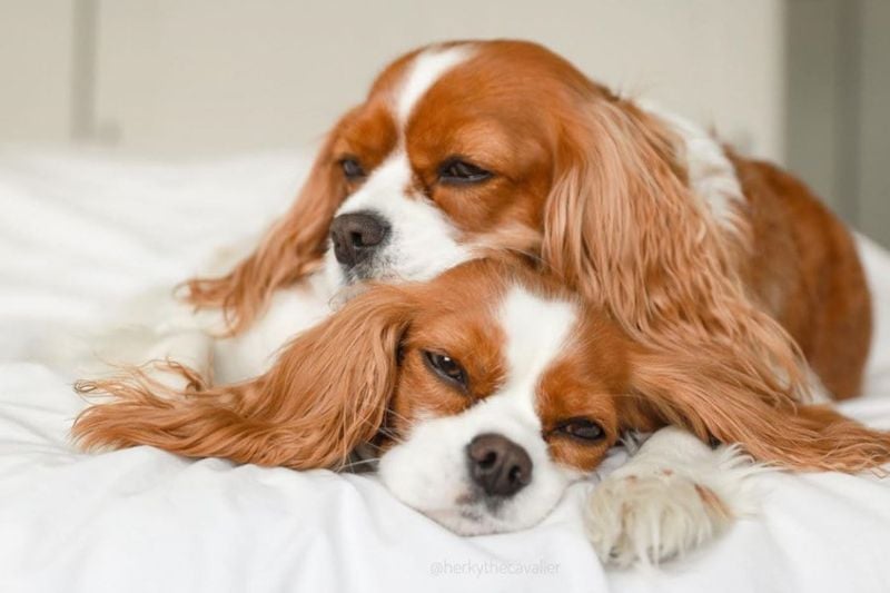 Cavalier King Charles Spaniels: Lap-Sized Love Experts