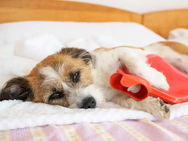Upset Stomach or Digestive Issues