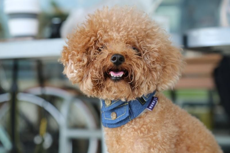 Poodle: The Brilliant Gentleman (or Lady)