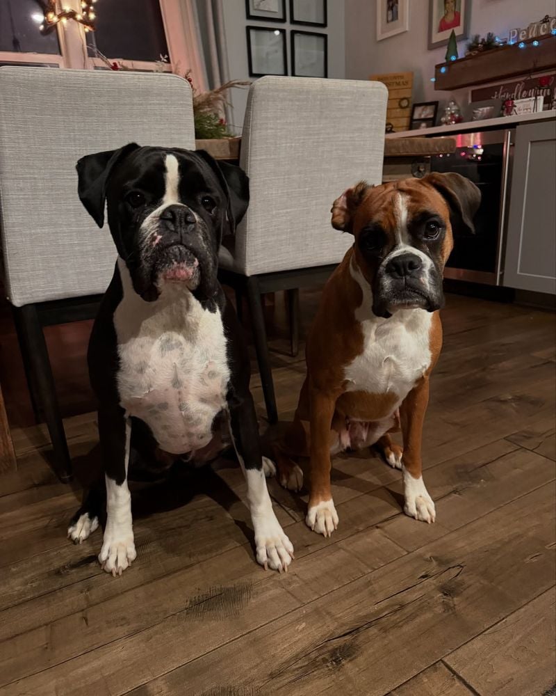 Boxers: Playful Partners