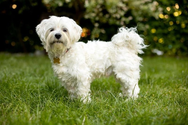 Maltese: Portable Charmers