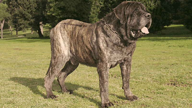 English Mastiff