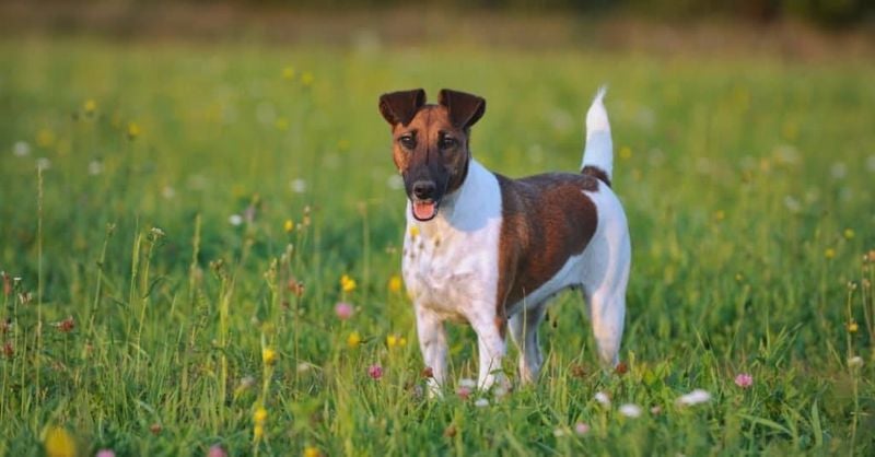 Living with a Smooth Fox Terrier: Home, Kids & Pets