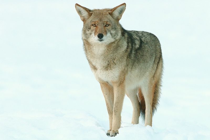 Northwestern Coyote