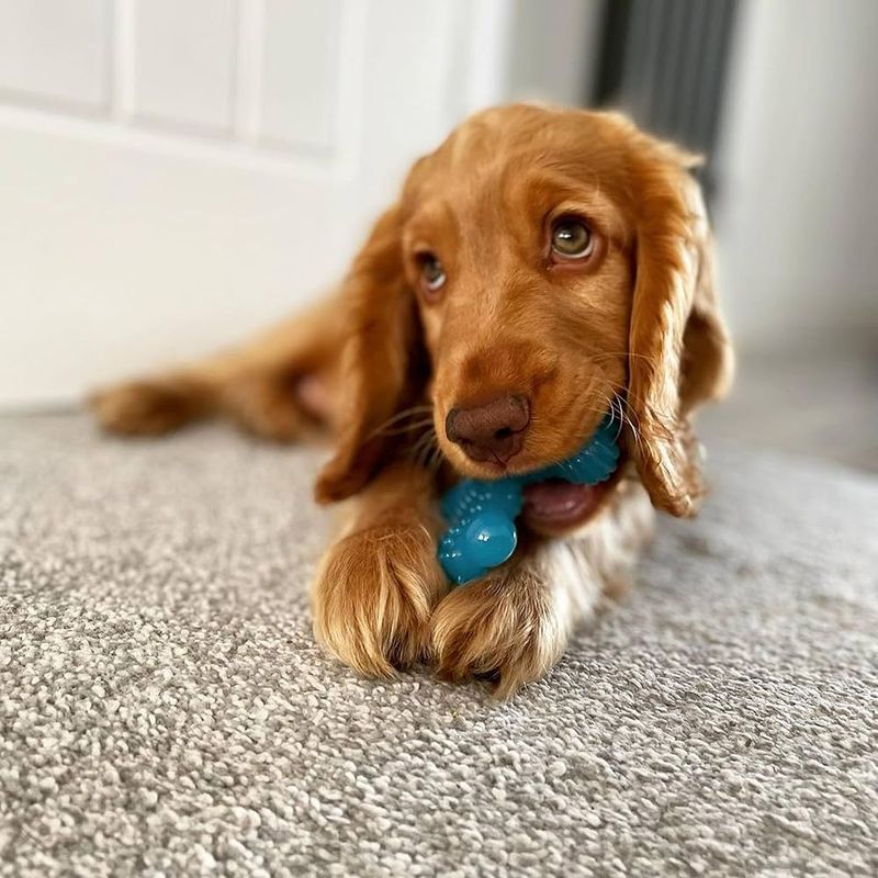 Chewing on Toys