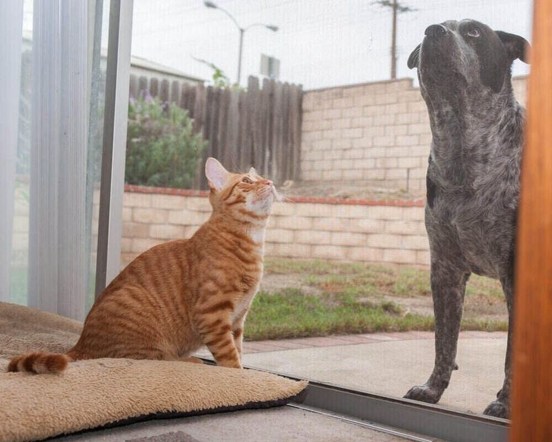 Use scent introduction first