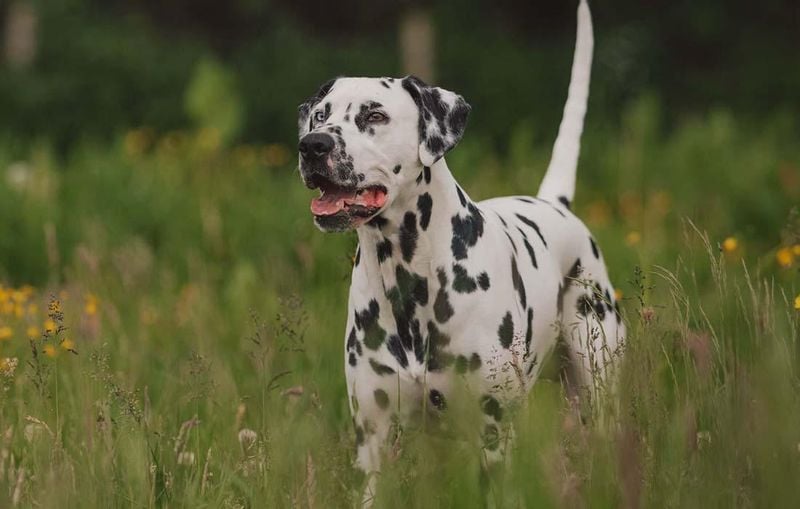 Dalmatian: The Energetic Overthinker