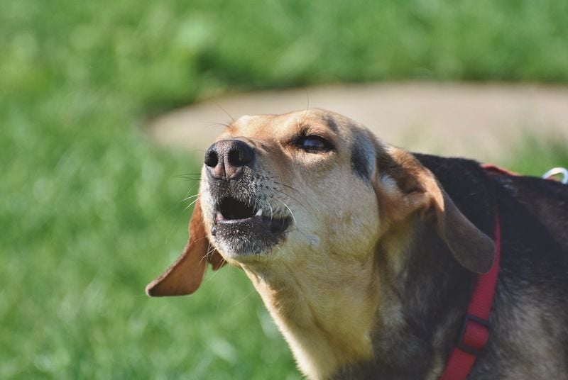 Excessive Barking at Strangers or Dogs