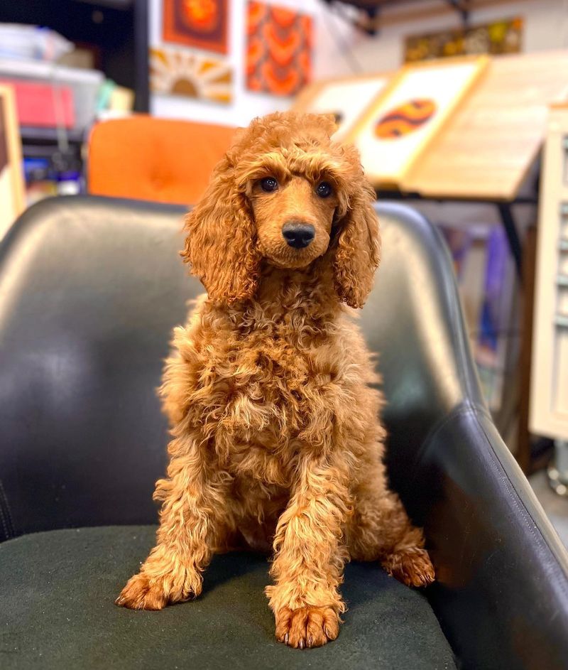 Poodles