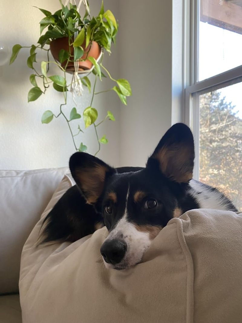Dog TV and Window Perches