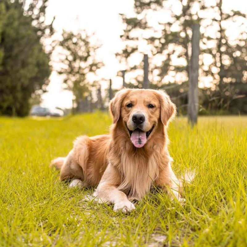 Golden Retriever: The Eager-to-Please Sweetheart