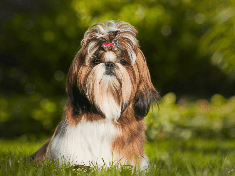 Shih Tzu