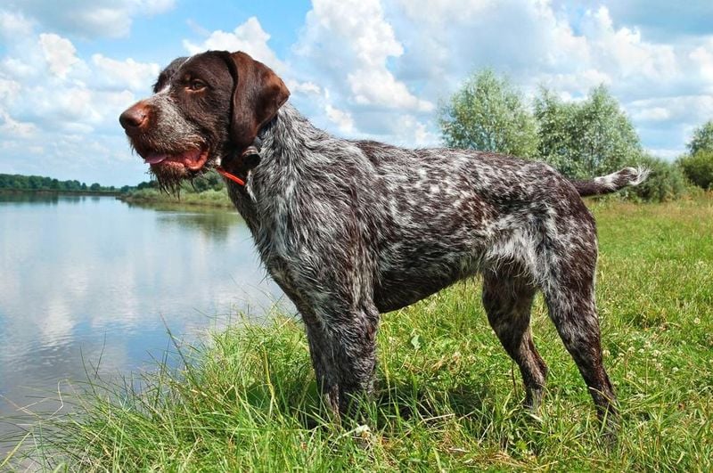 German Wirehaired Pointer: The Rugged Versatile Hunter