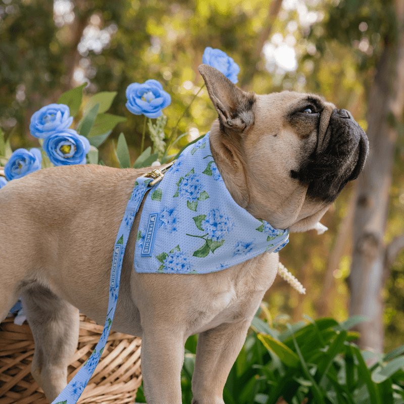 French Bulldogs Overheat Rapidly Without Intervention