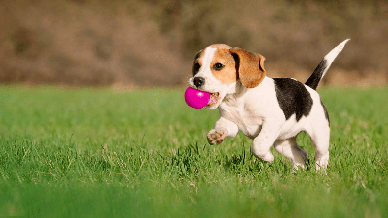 Beagle: The Merry Mischief-Maker