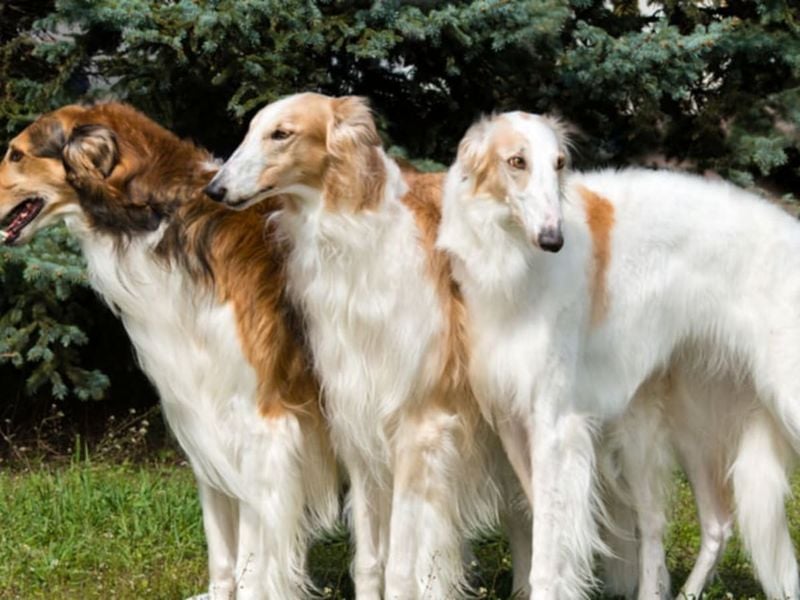 Graceful Hunters of the Czars: Borzoi