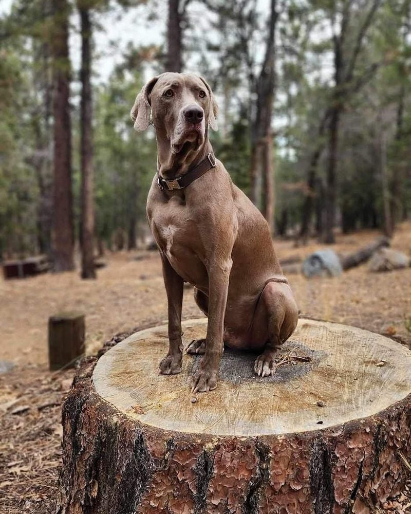 Weimaraner