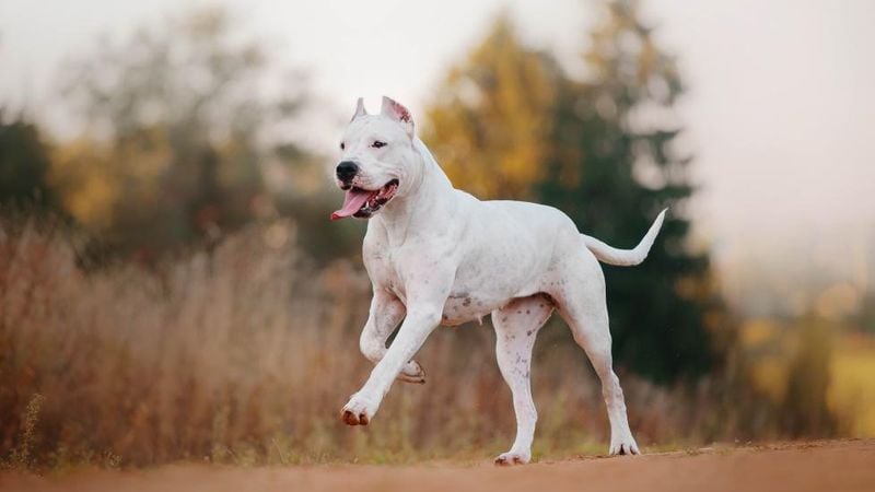 Dogo Argentino: The White Hunter