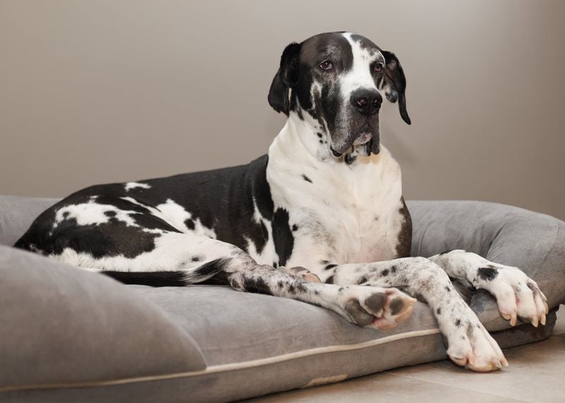 Great Dane: The Dignified Roommate