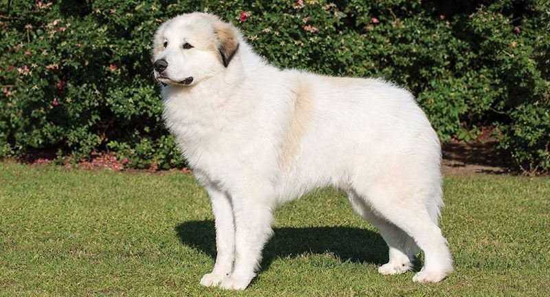 Great Pyrenees: The White Shadow of the Mountains