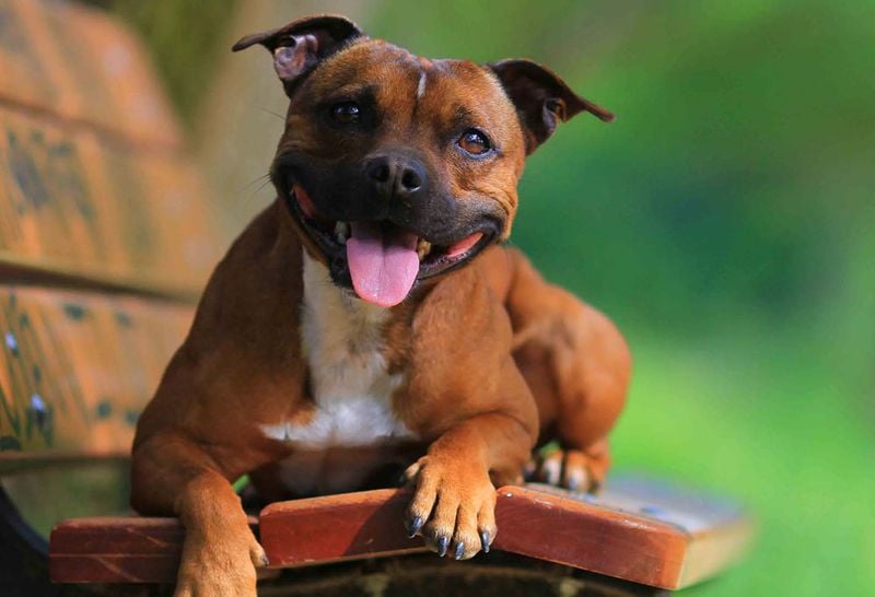 Staffordshire Bull Terrier