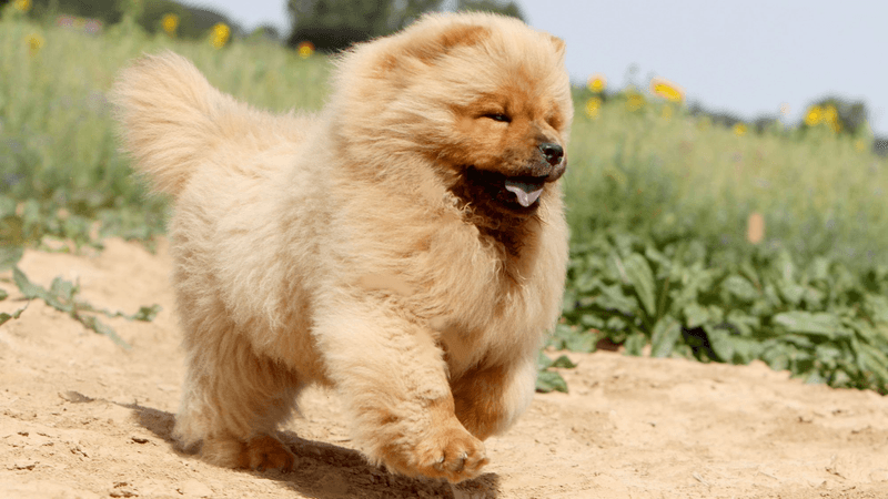 Chow Chow