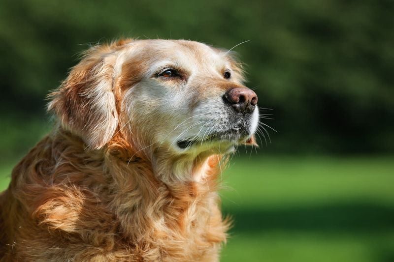 Average Lifespan: What to Expect
