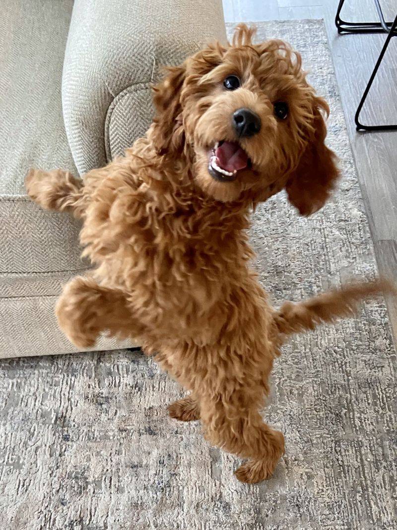 The Happy Dance Routine