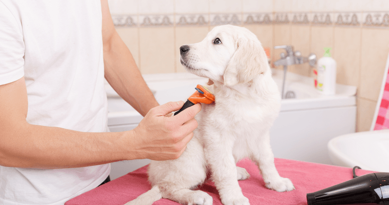 Make Grooming a Spa Experience