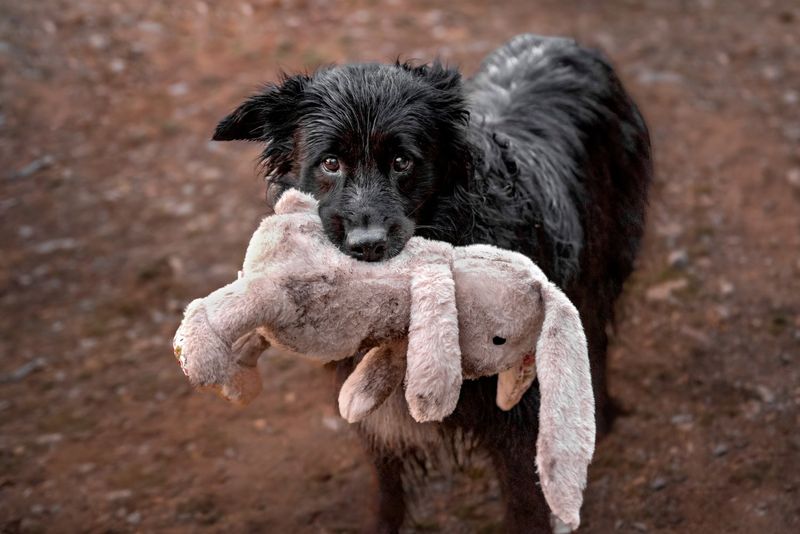 Remove or Clean Your Pet’s Belongings Gradually