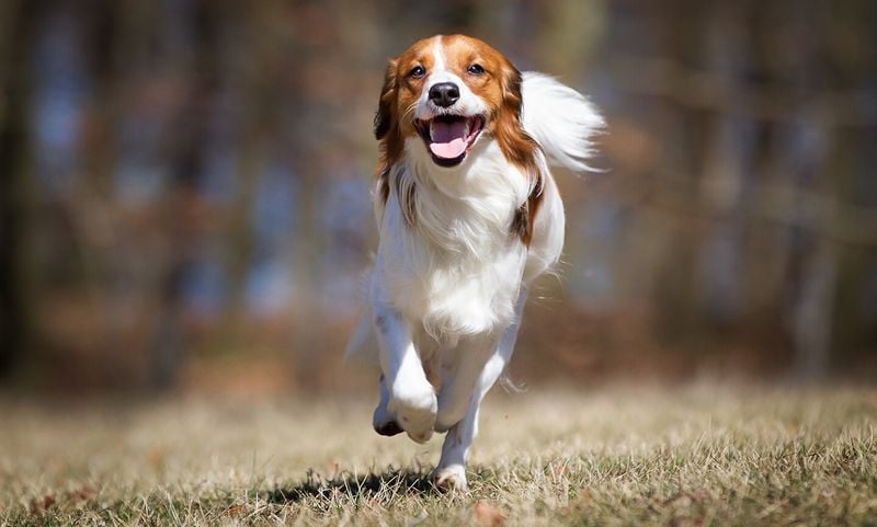 Kooikerhondje (Netherlands)