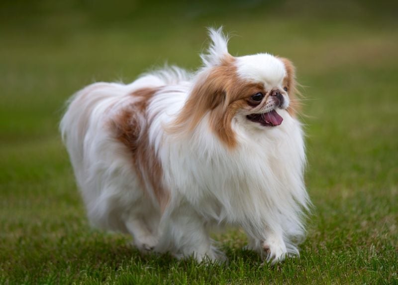 Japanese Chin: Oriental Elegance In Pocket Size