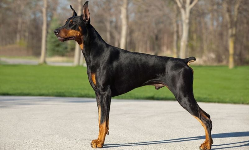 Doberman Pinscher: The Vigilant Velcro Dog