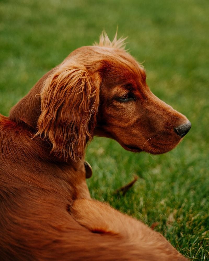 Irish Setters: Flame-Haired Friendship Enthusiasts